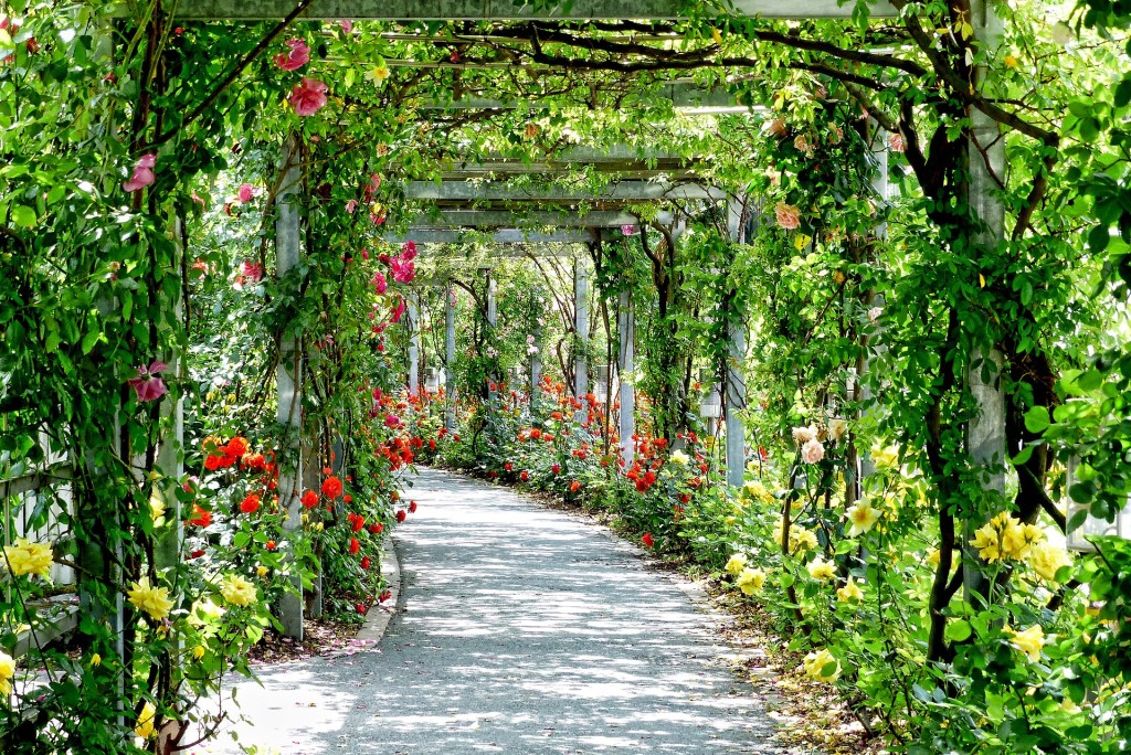 Wooden arbors covered with climbing vines with greenery and many flowers. The arbors cover a pathway the turns to the left.