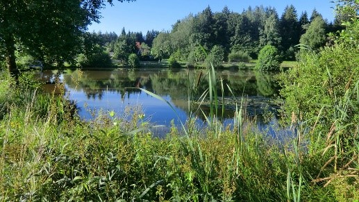 View through greenery of small lake with trees on the other side. The lake is reflecting the trees.